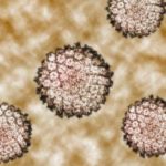 Datos de interés sobre el Virus del Papiloma Humano (VPH)